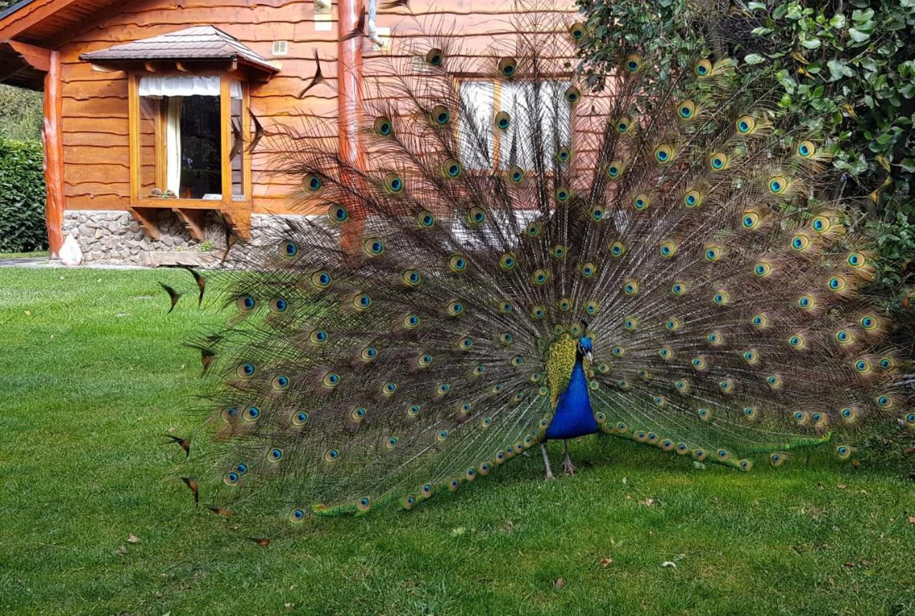 El Aguila Aparthotel Bariloche Buitenkant foto