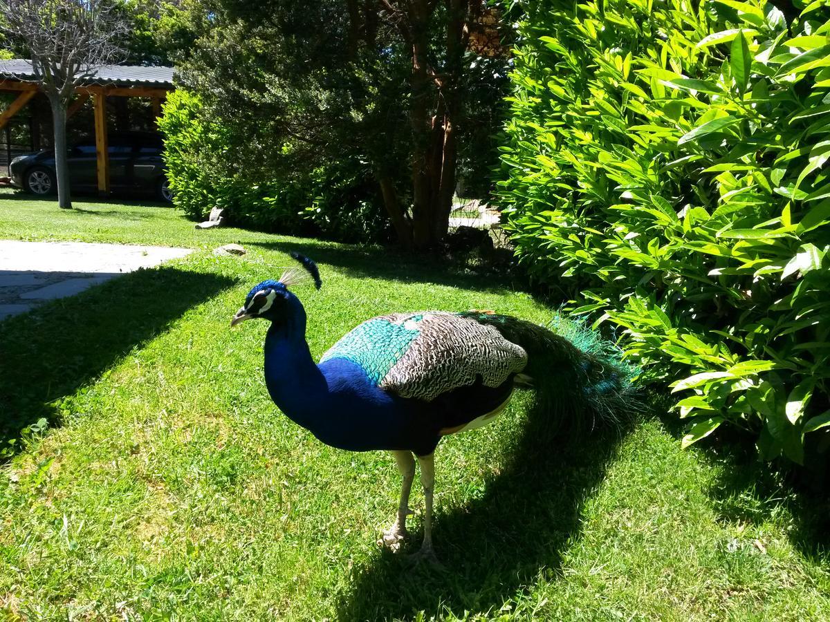 El Aguila Aparthotel Bariloche Buitenkant foto